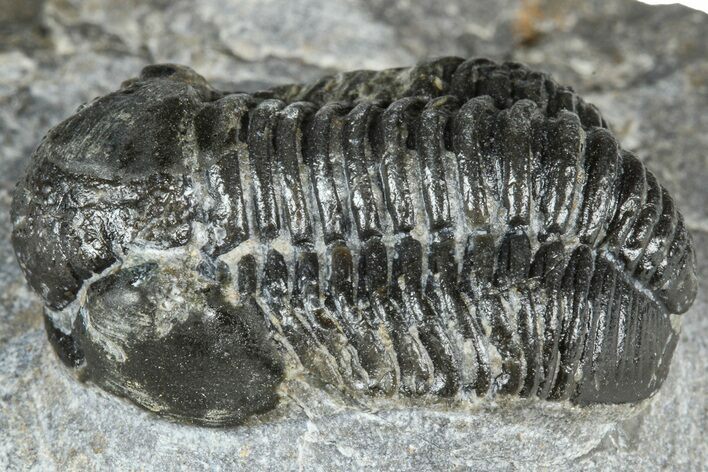 Bargain, Detailed Gerastos Trilobite Fossil - Morocco #363941
